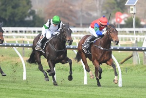 GROVE STREET - HAWKE'S BAY 6-7-2024 RACE IMAGES PHOTO PETER RUBERY ND6_2997